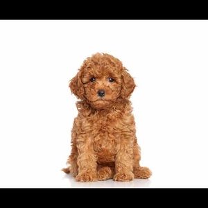 Meet your Posher, Eva